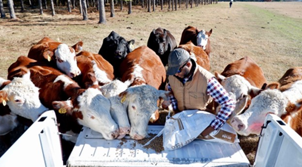 Black American farmer working the land